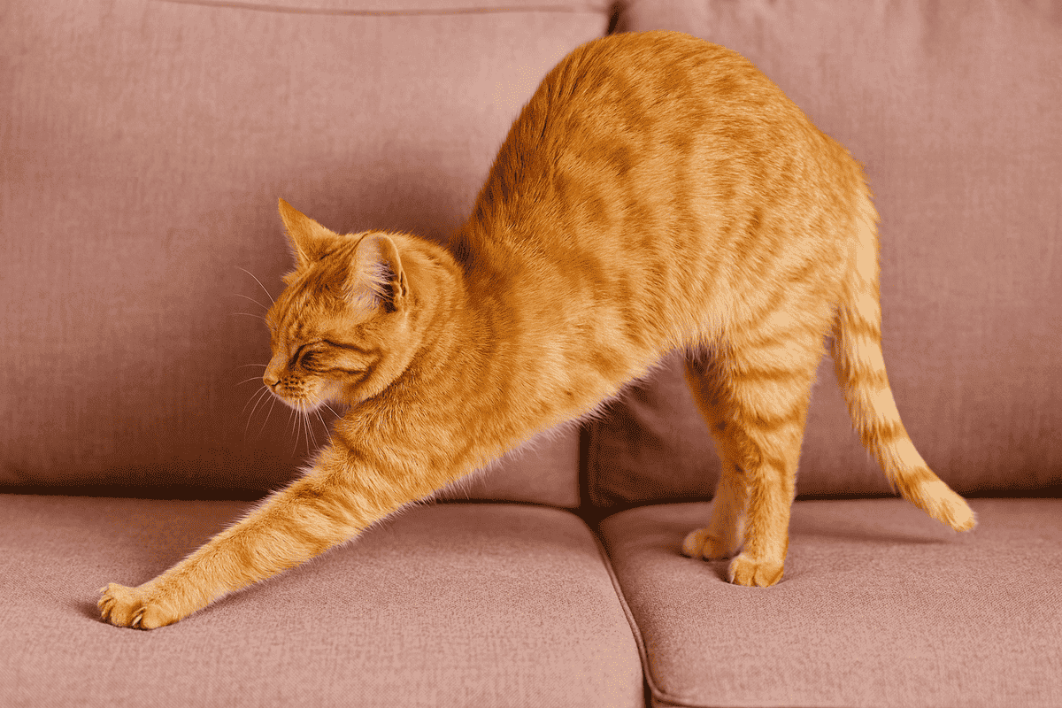A tabby cat hunched over on a sofa