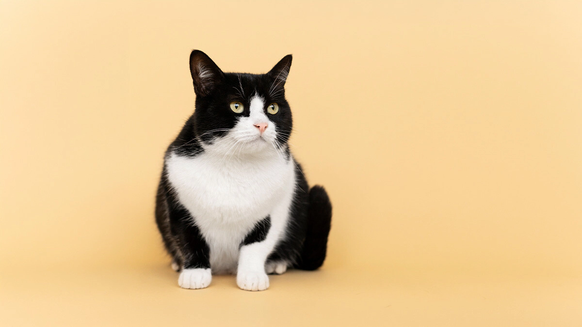 Tuxedo Cat Characteristics, Care and Temperament