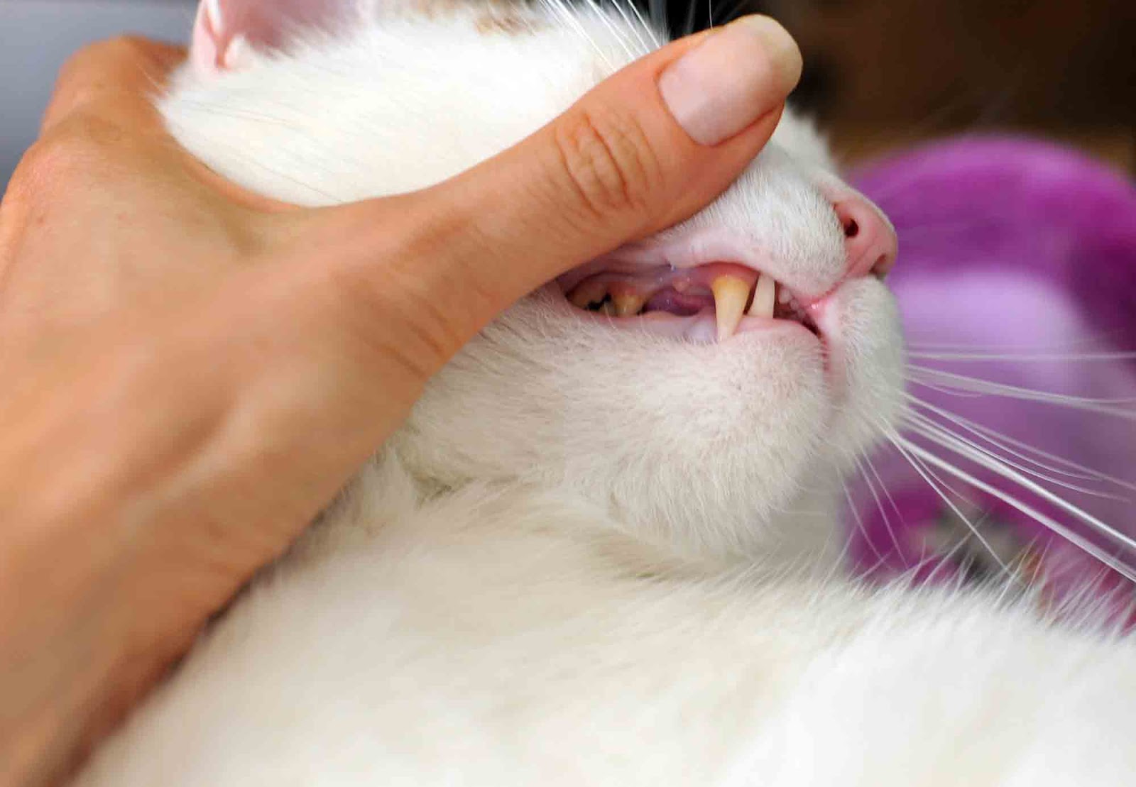 cat having its teeth checked