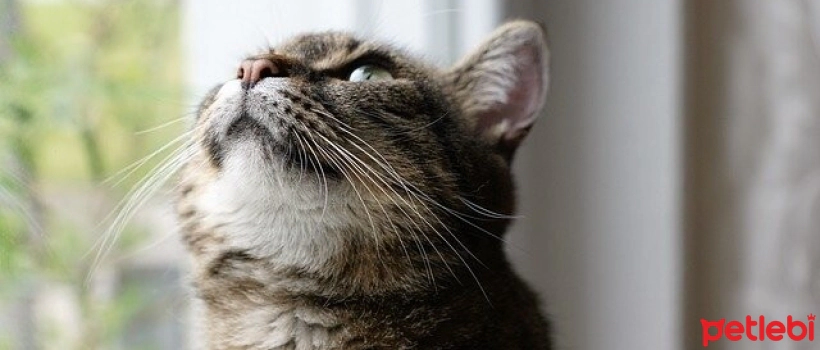 What You Need to Know About Anemia in Cats
