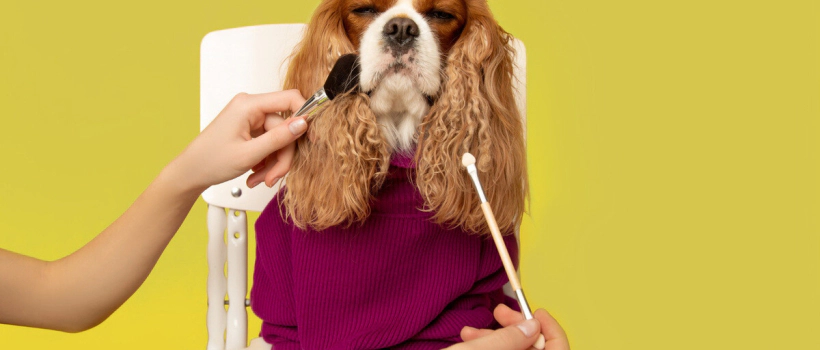 Dog Detangling and Coat Care