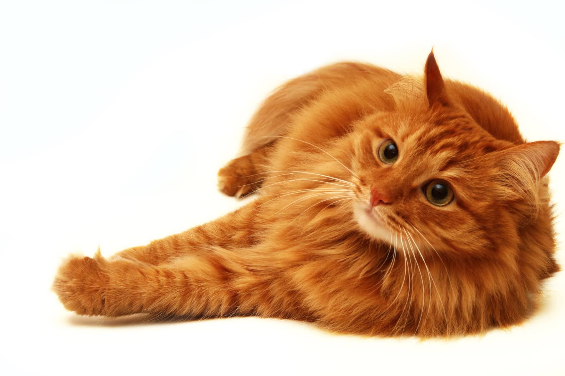 Tabby cat lying on a white background