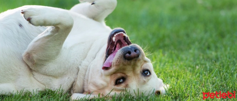 Why Do Dogs Rub in the Grass? Here Are the Reasons!