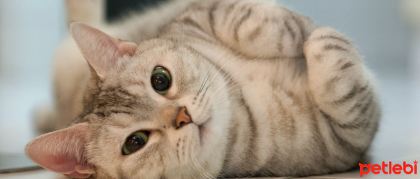 How to Reward Cats?