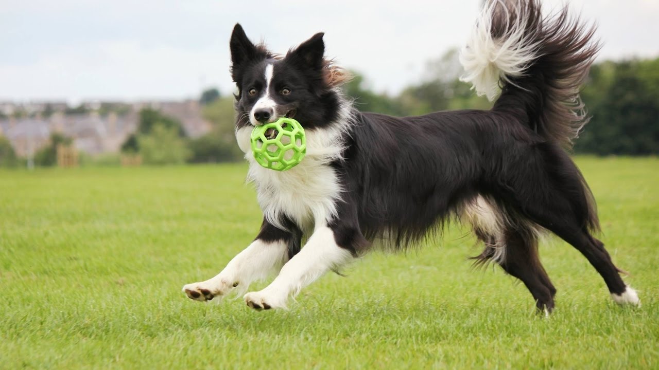 Border Collie breed Dog