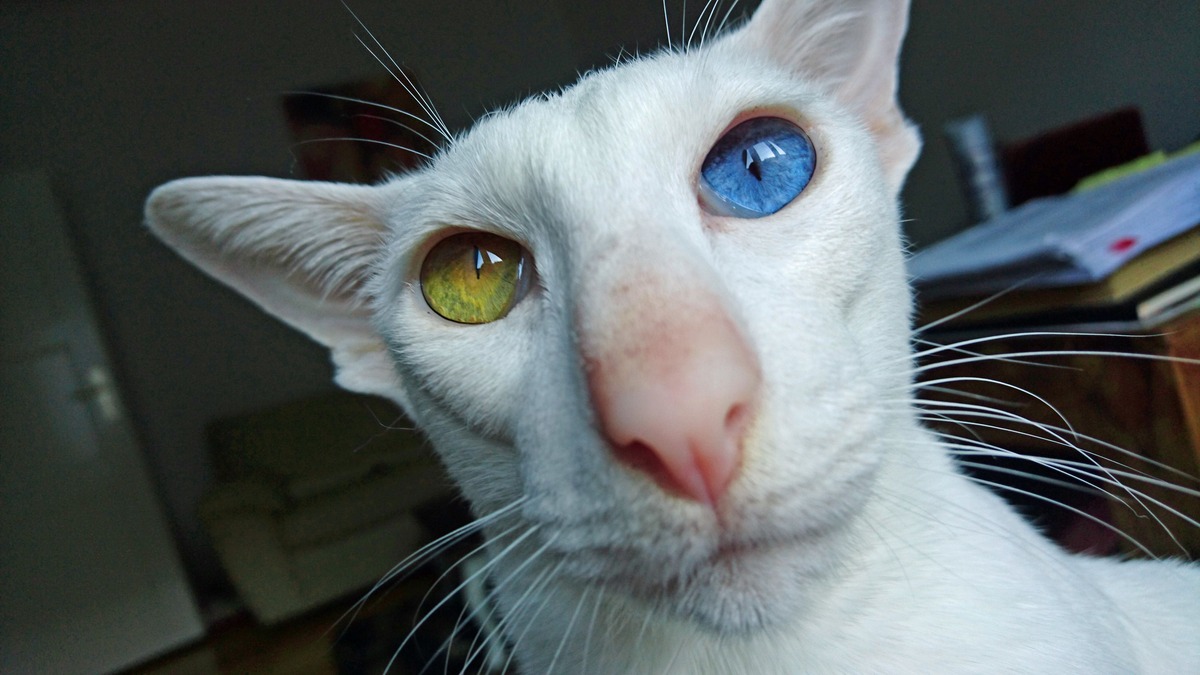 Oriental Shorthair with blue and green eyes