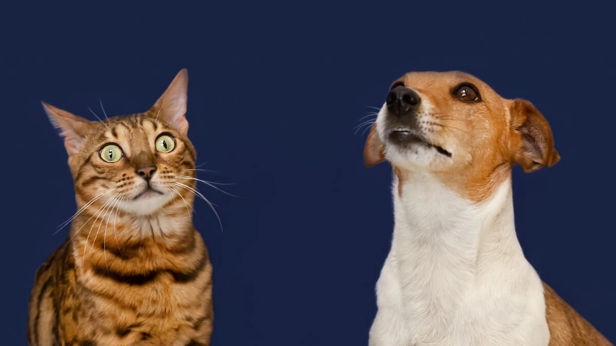 Longevity Nutrition: A Scientific Approach to Healthy and Long Life for Humans and Pets