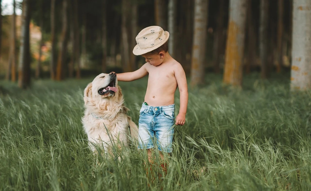 Gold Retriever walking with a child in the forest
