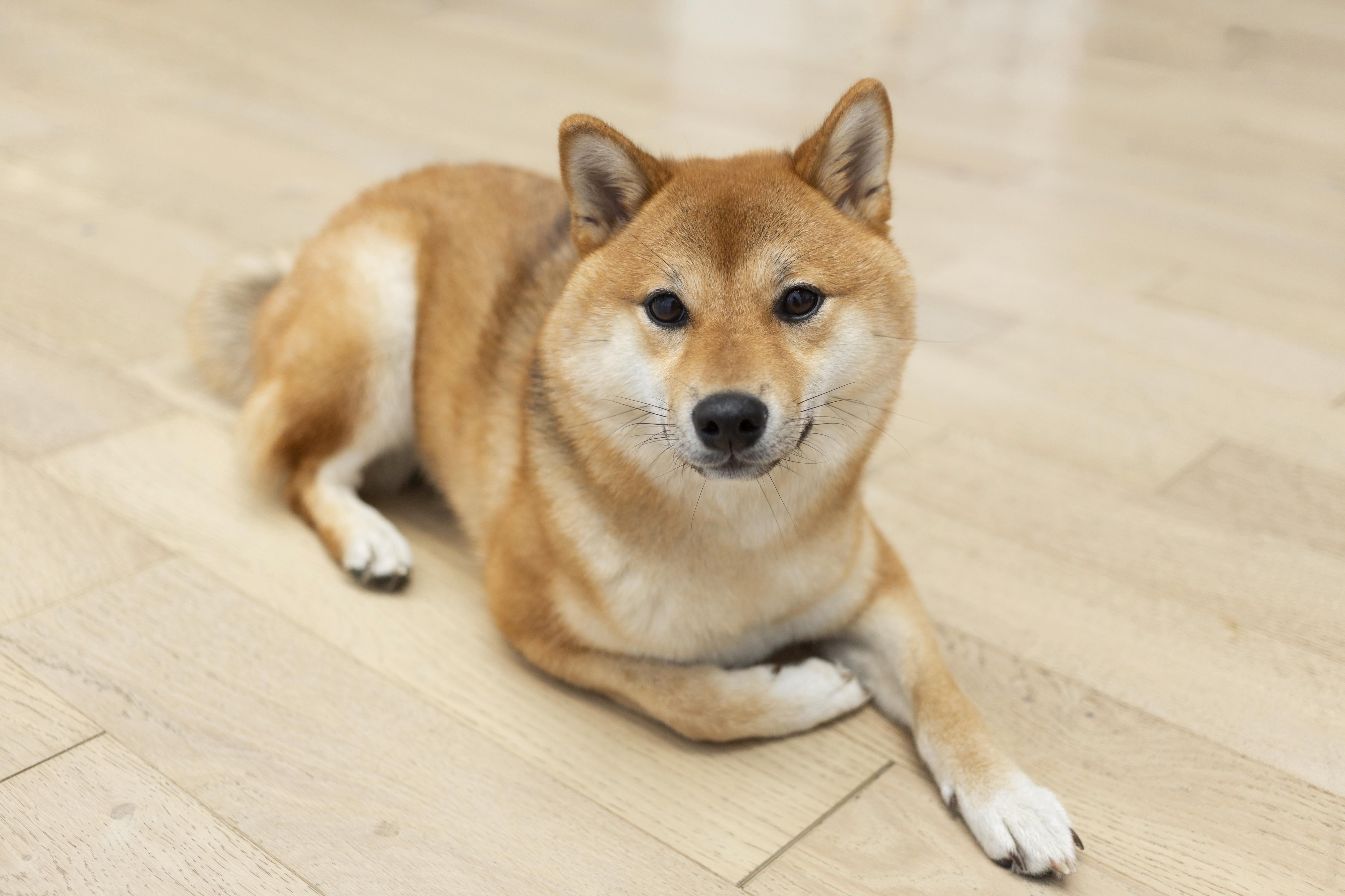 Shiba Inu