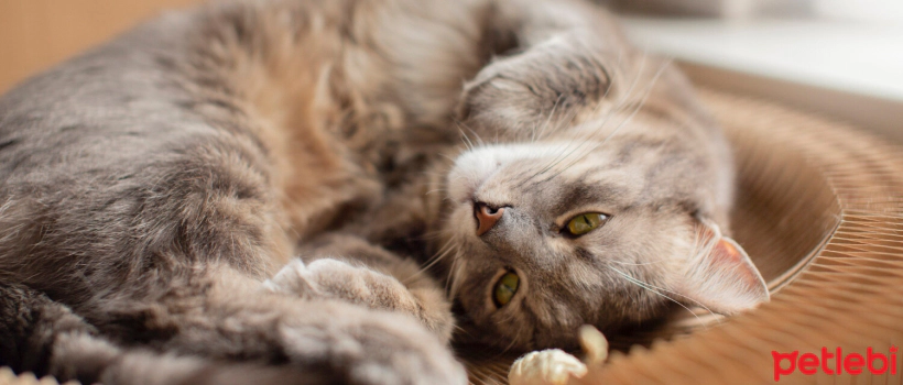 Why Do Cats' Stomachs Become Sensitive? Suggestions for Stomach Sensitivity in Cats