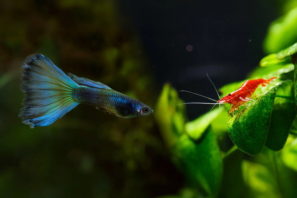 Guppy fish and different species together