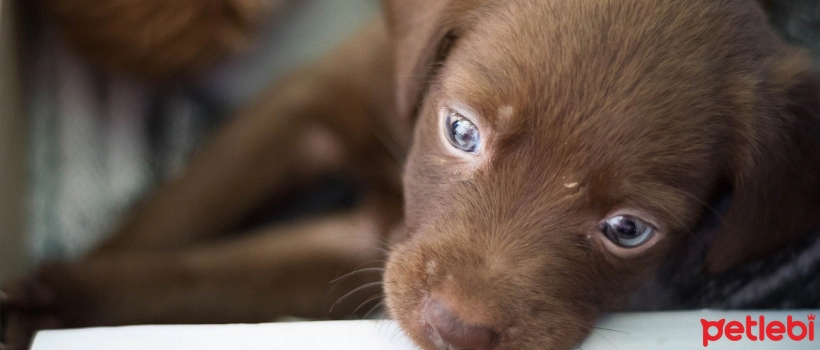 Suitable Dog Breeds for First-Time Dog Owners