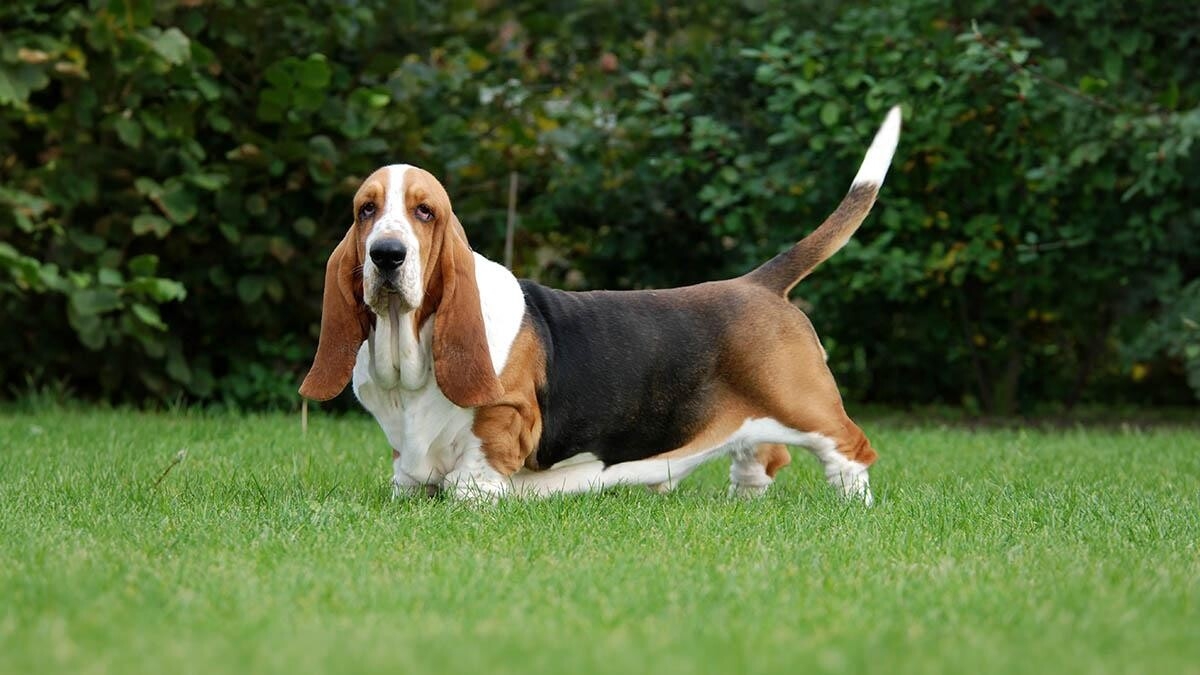 Basset Hound Dog Characteristics, Care and Temperament