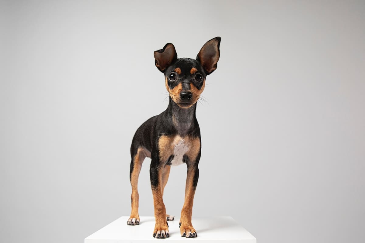 Standing small breed dog
