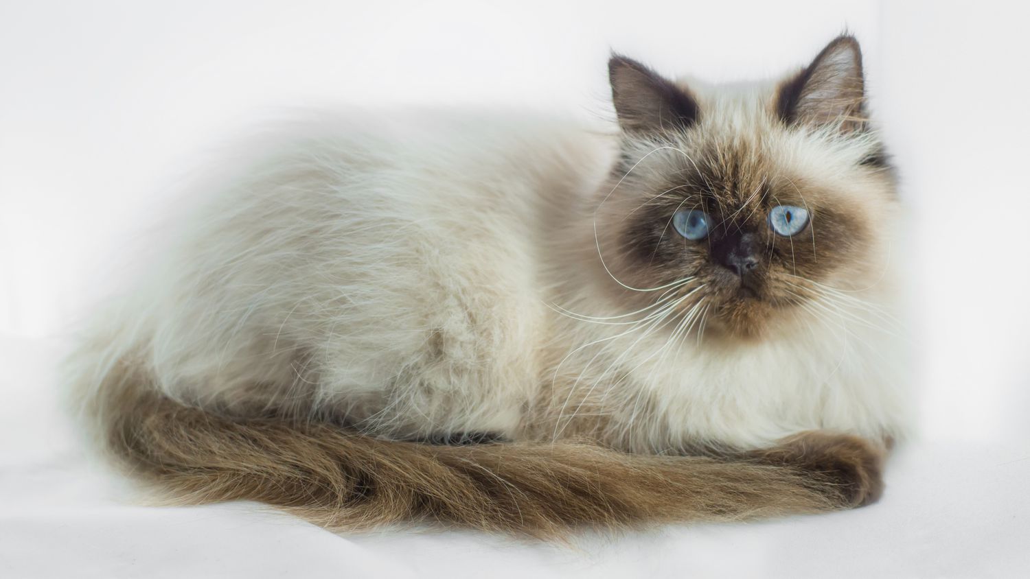himalayan cinsi kedi oturuyor