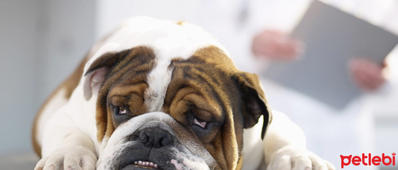 Addison's Disease in Dogs