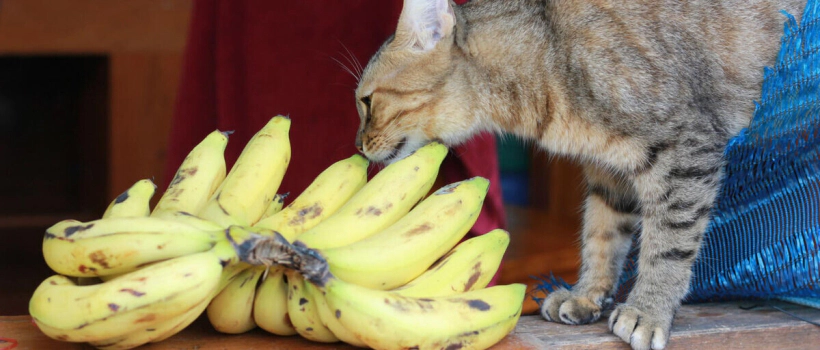 Do Cats Eat Bananas?