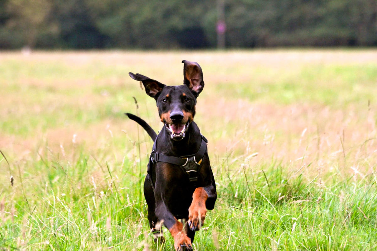 Doberman running in open field