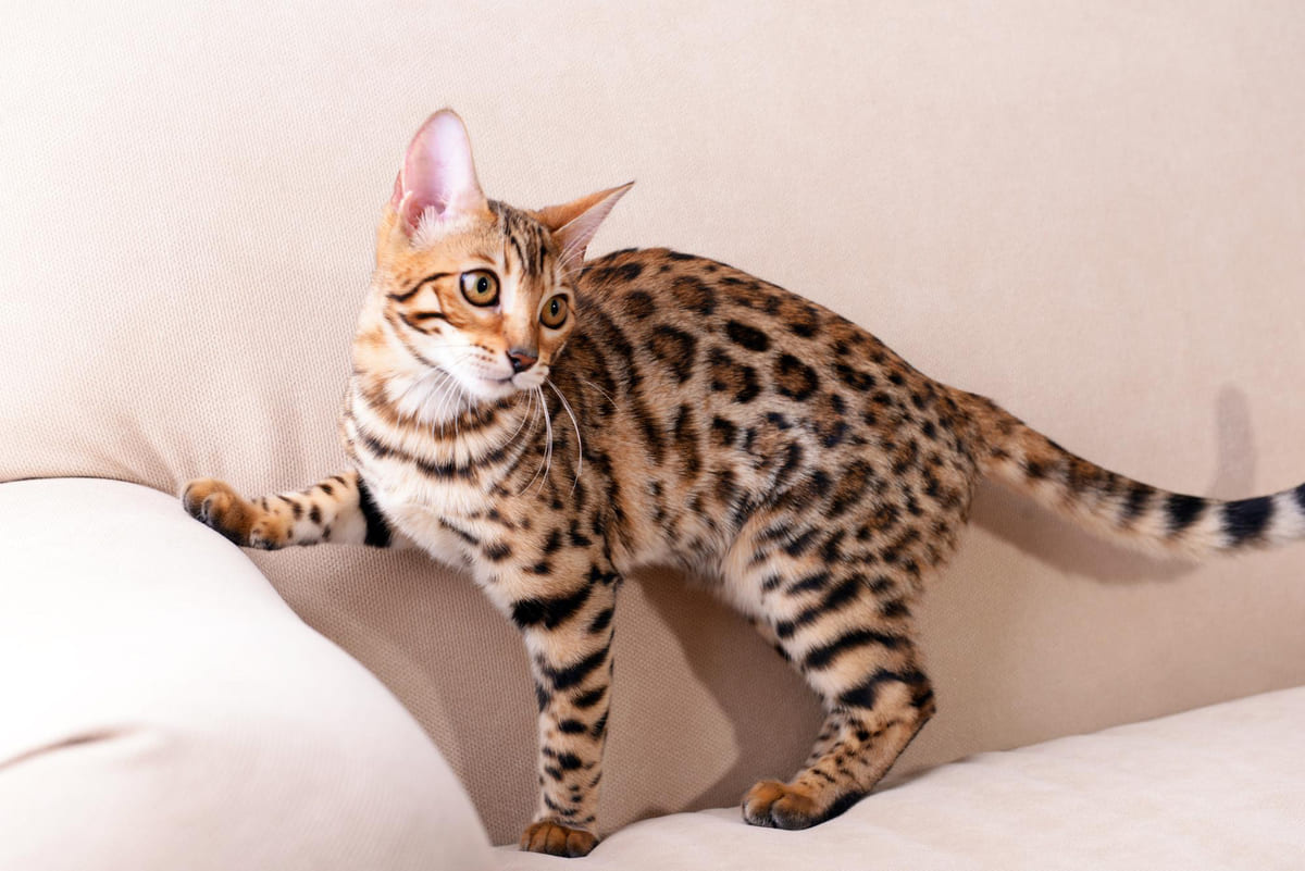 bengal