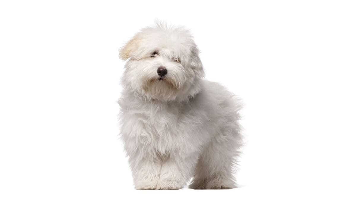 Small white dog looking into the frame