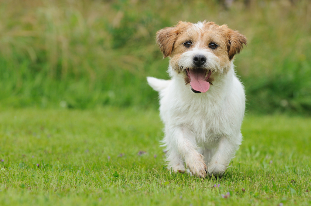 Dog running on the grass
