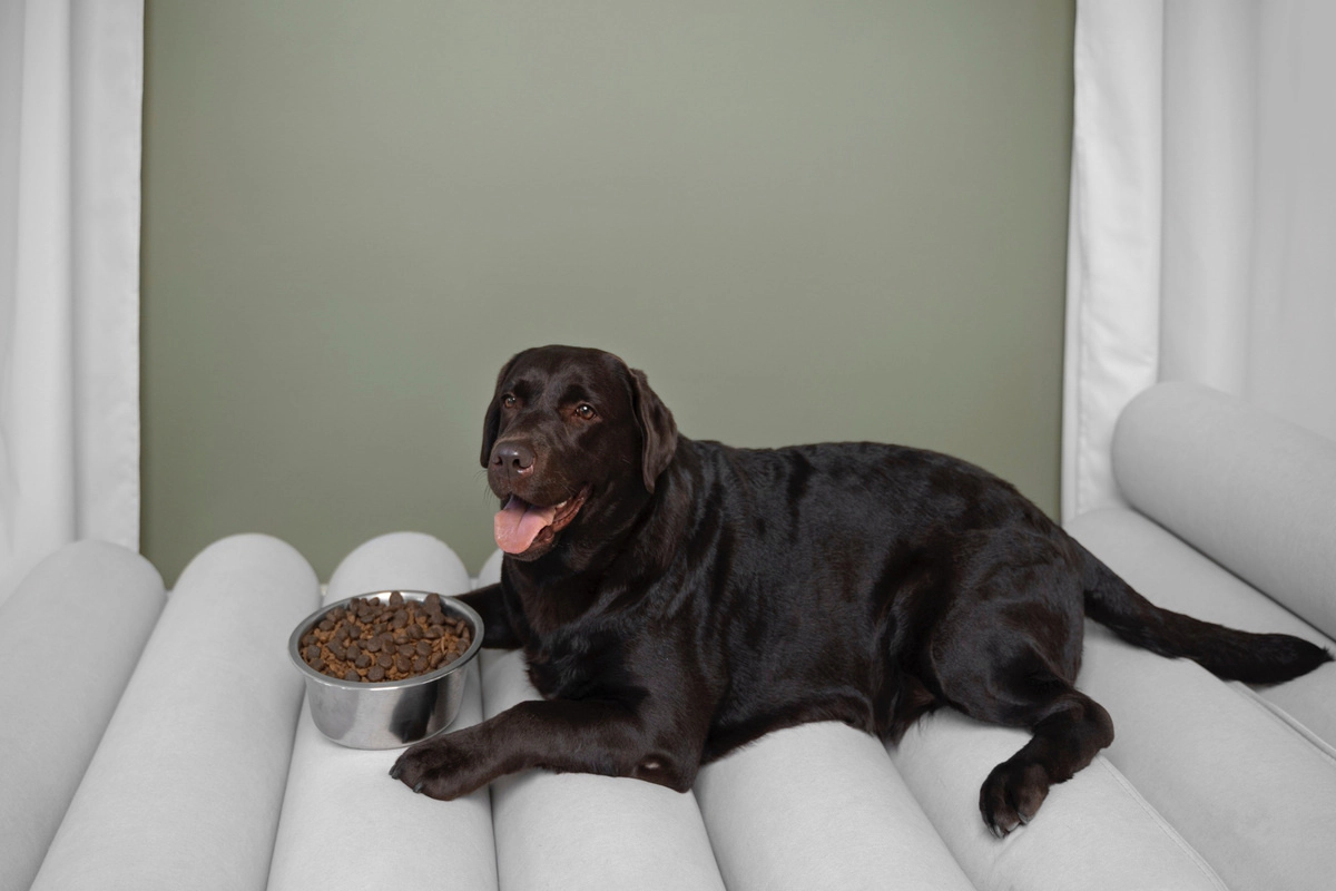 Large brown-furred dog sitting next to its food bowl