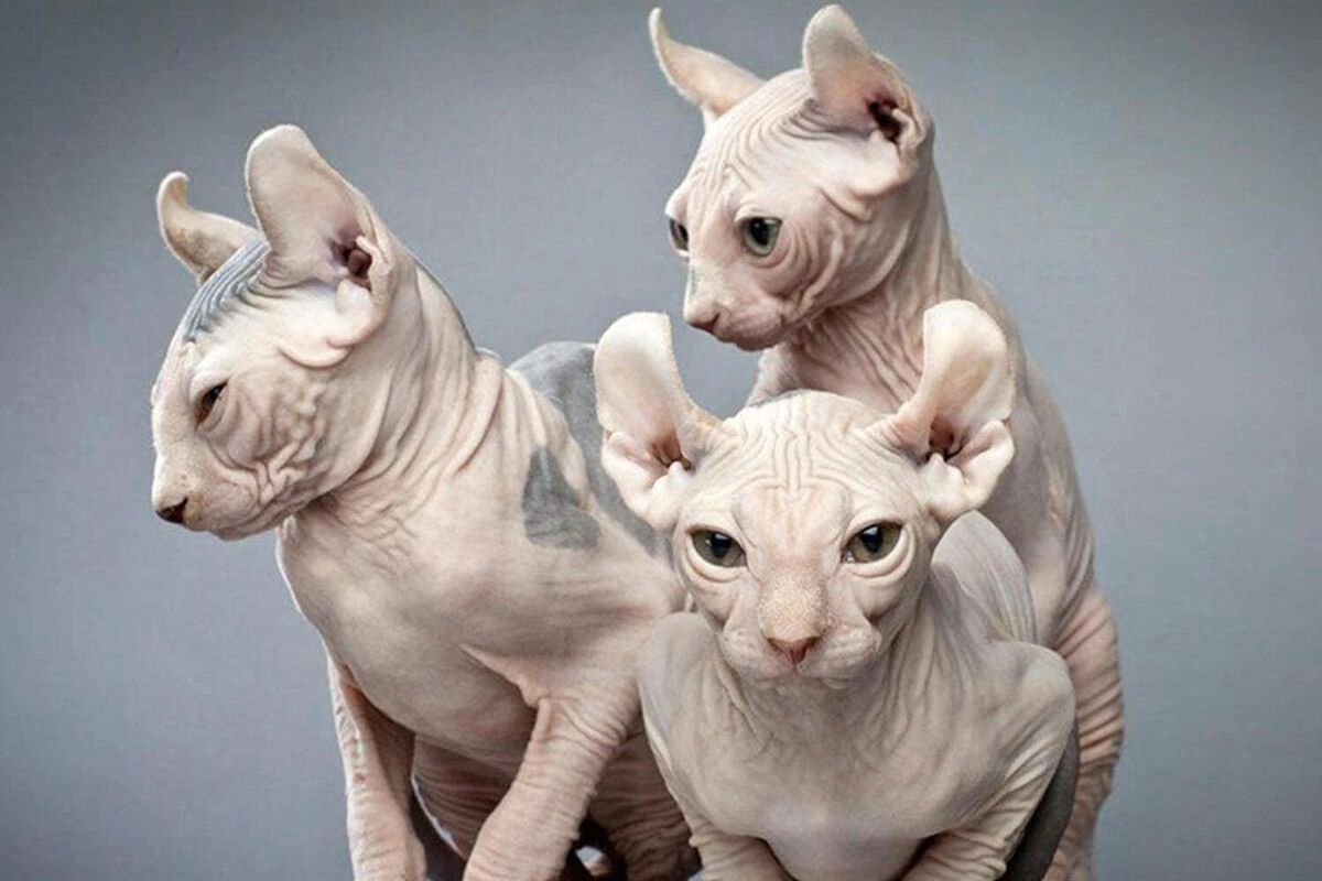 Three hairless cats together