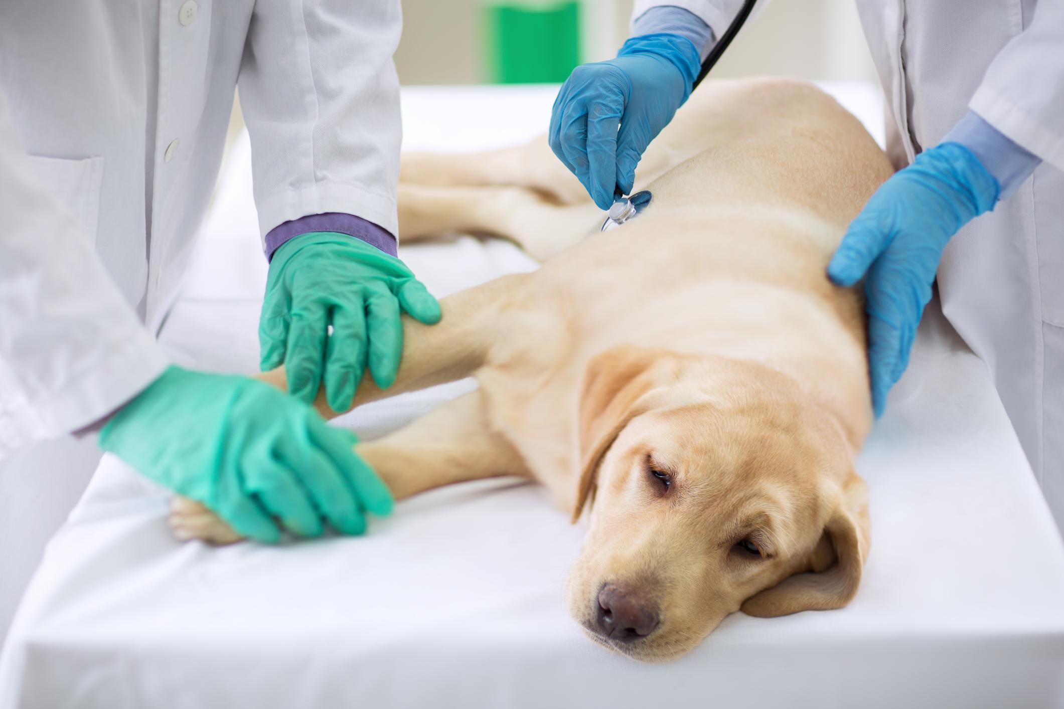 Dog lying on a stretcher being examined