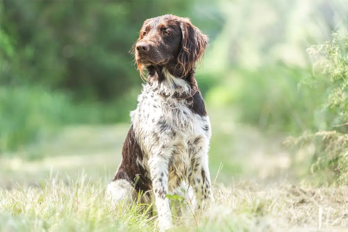 Brown spotted dog sitting on the grass