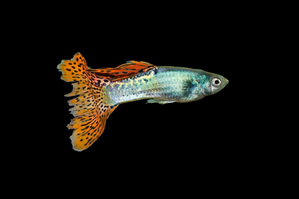 Guppy on a Black Background