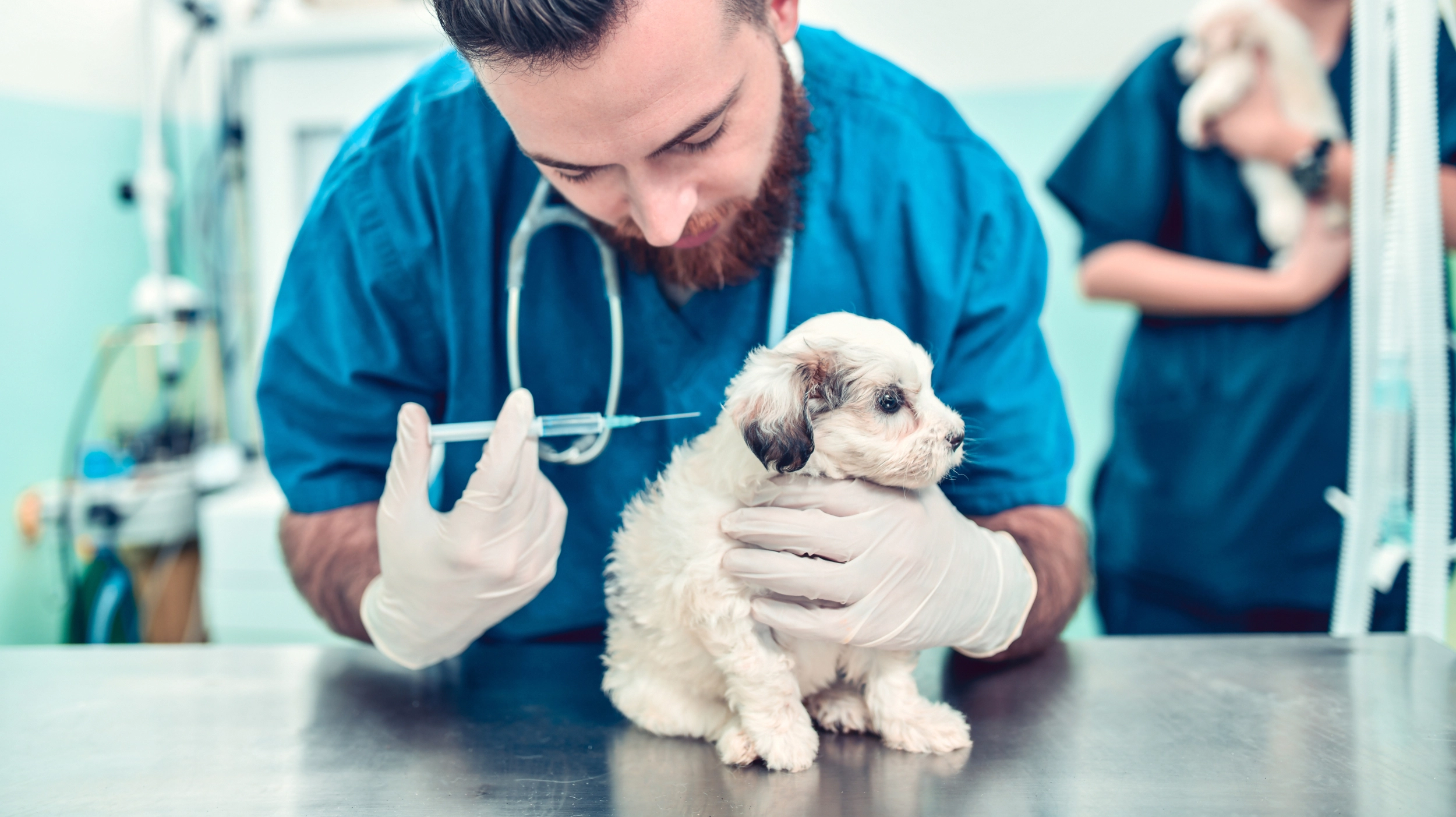 Vaccinated puppy