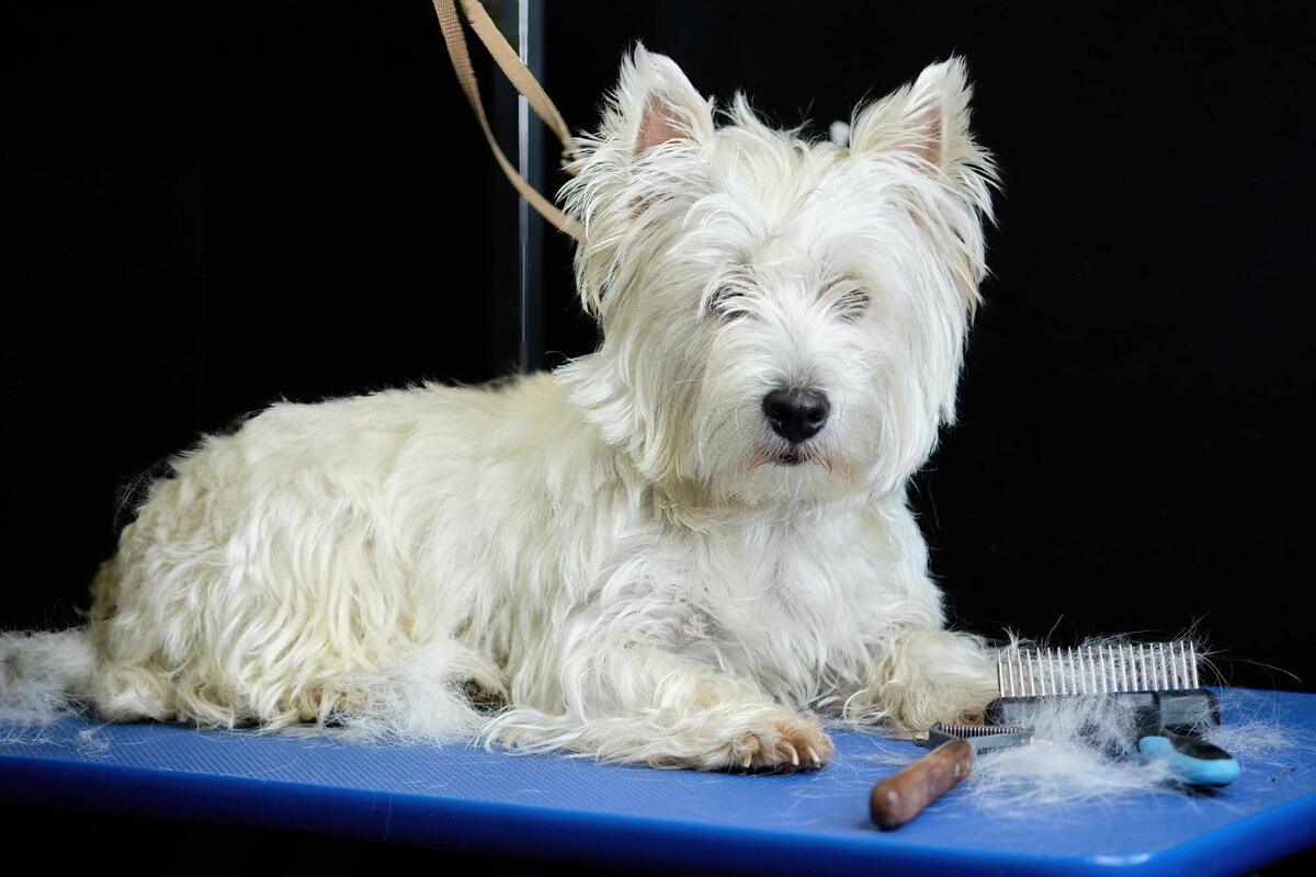 Small breed dog with combed fur