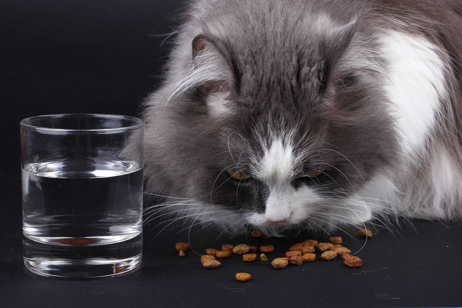 A long-haired cat eating dry food next to a glass of water