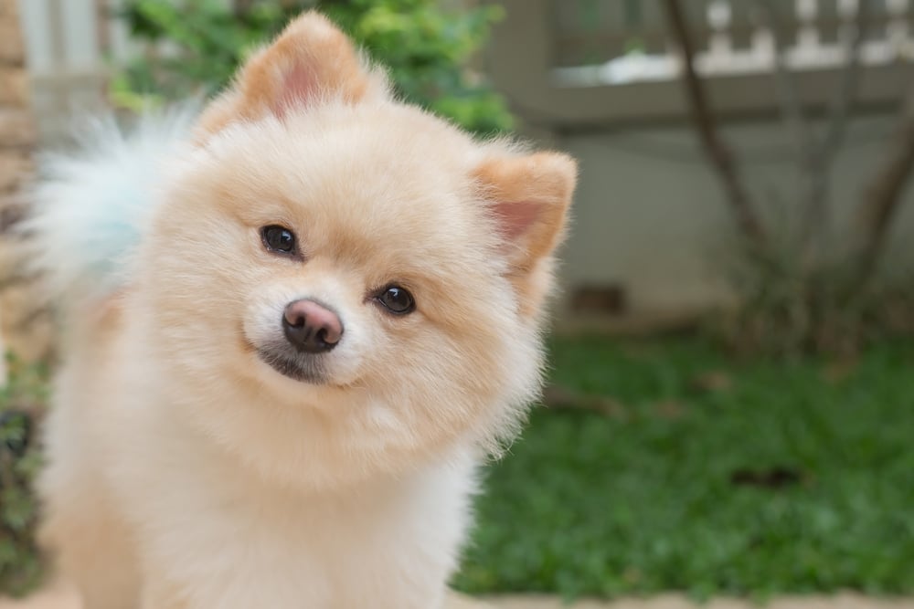 small breed dog