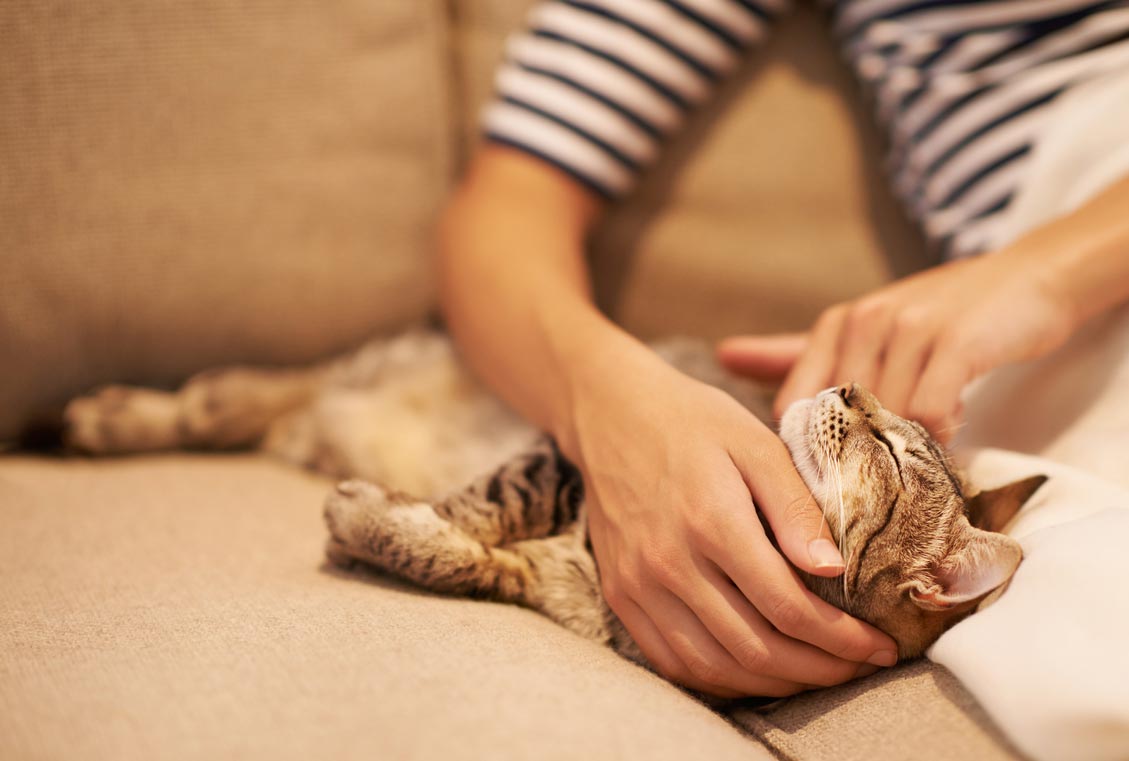 Cat lying on the couch being petted