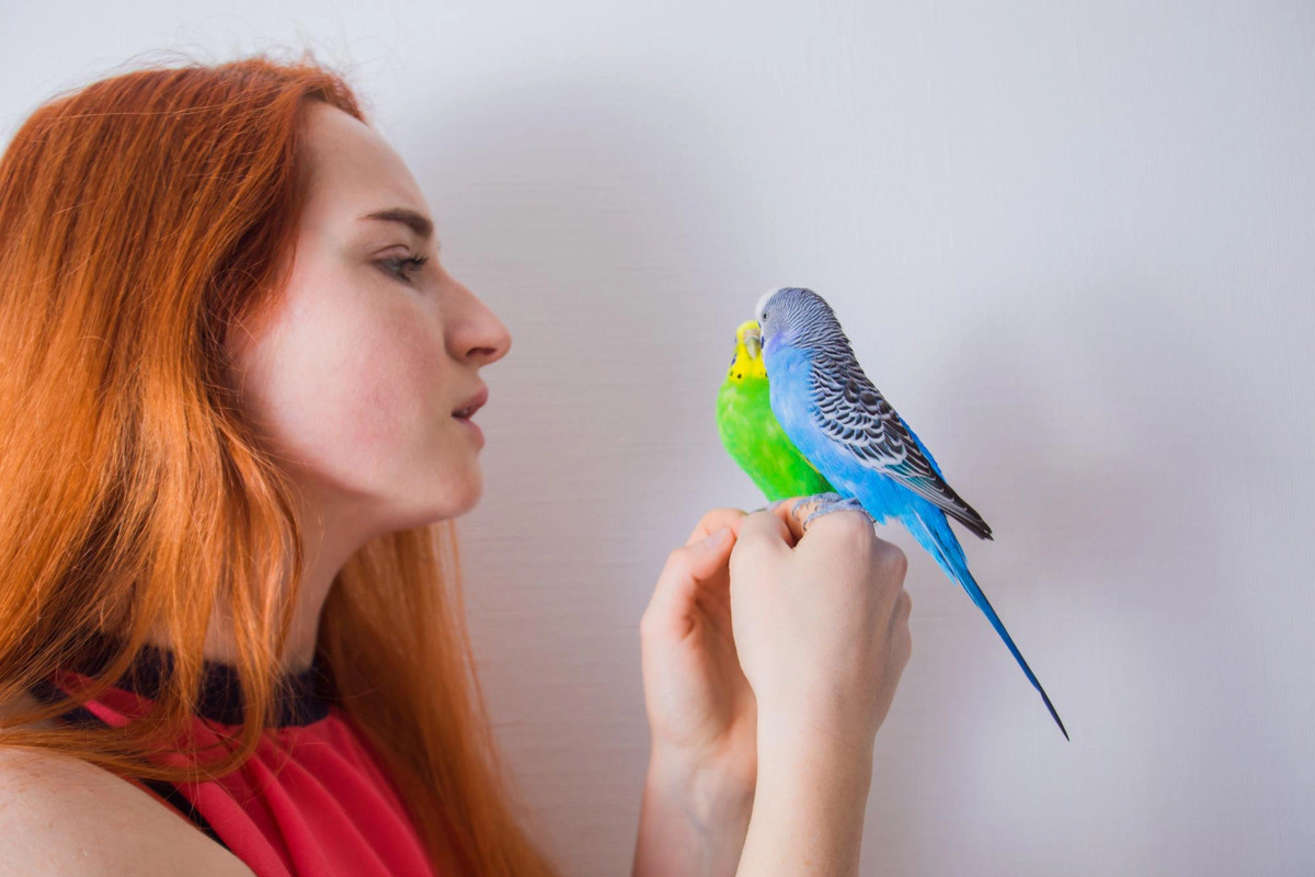 Two budgies held in their owners' hands