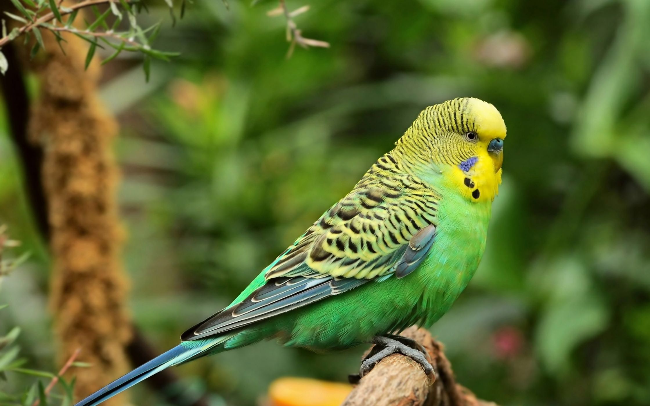 Budgie perched on a green tree