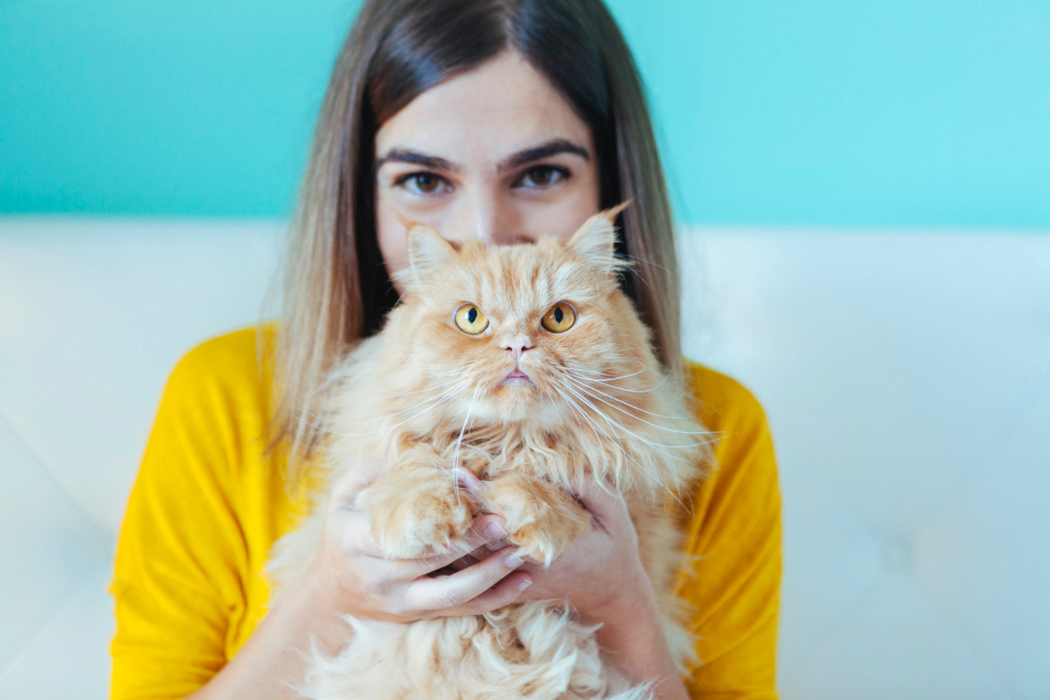 Persian cat standing on its owner's lap