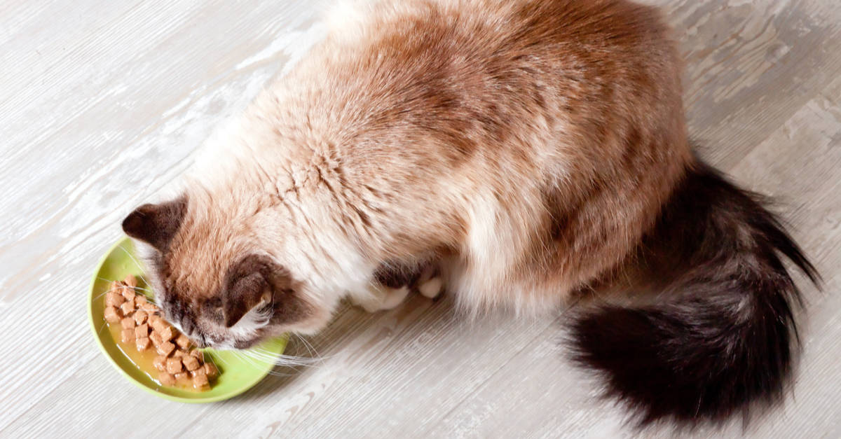Long-haired cat eating wet food