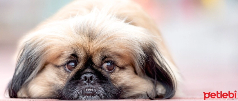 Name Suggestions for Small Breed Dogs