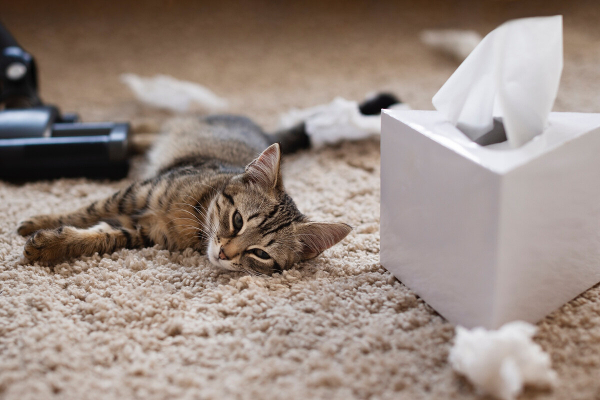 A mischievous young adult cat