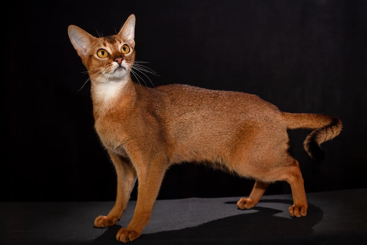 Abyssinian cat standing on a black background