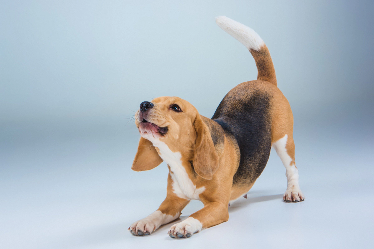 Stretching Beagle dog