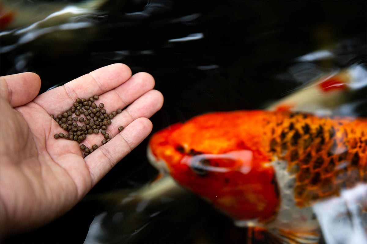 Fish in orange tones and fish food in a hand