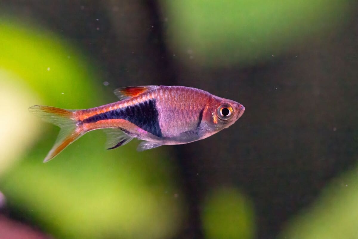 Black Patterned Fish Swimming in the Aquarium