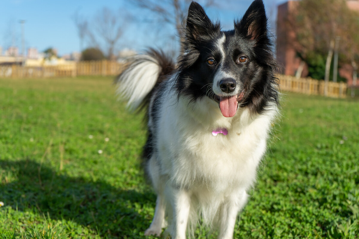Border Collie standing on the grass