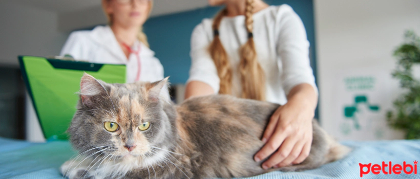 Causes, Symptoms, and Treatment of Coccidiosis in Cats