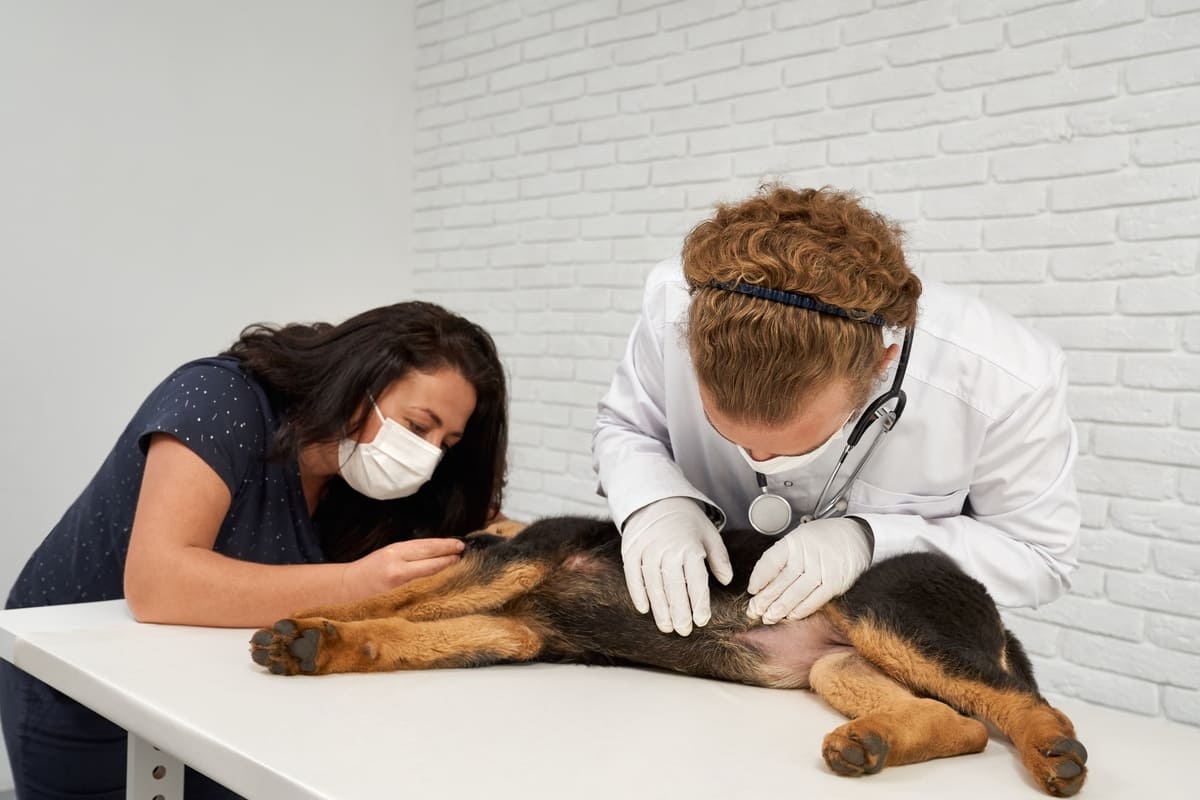 Dog examined by a veterinarian