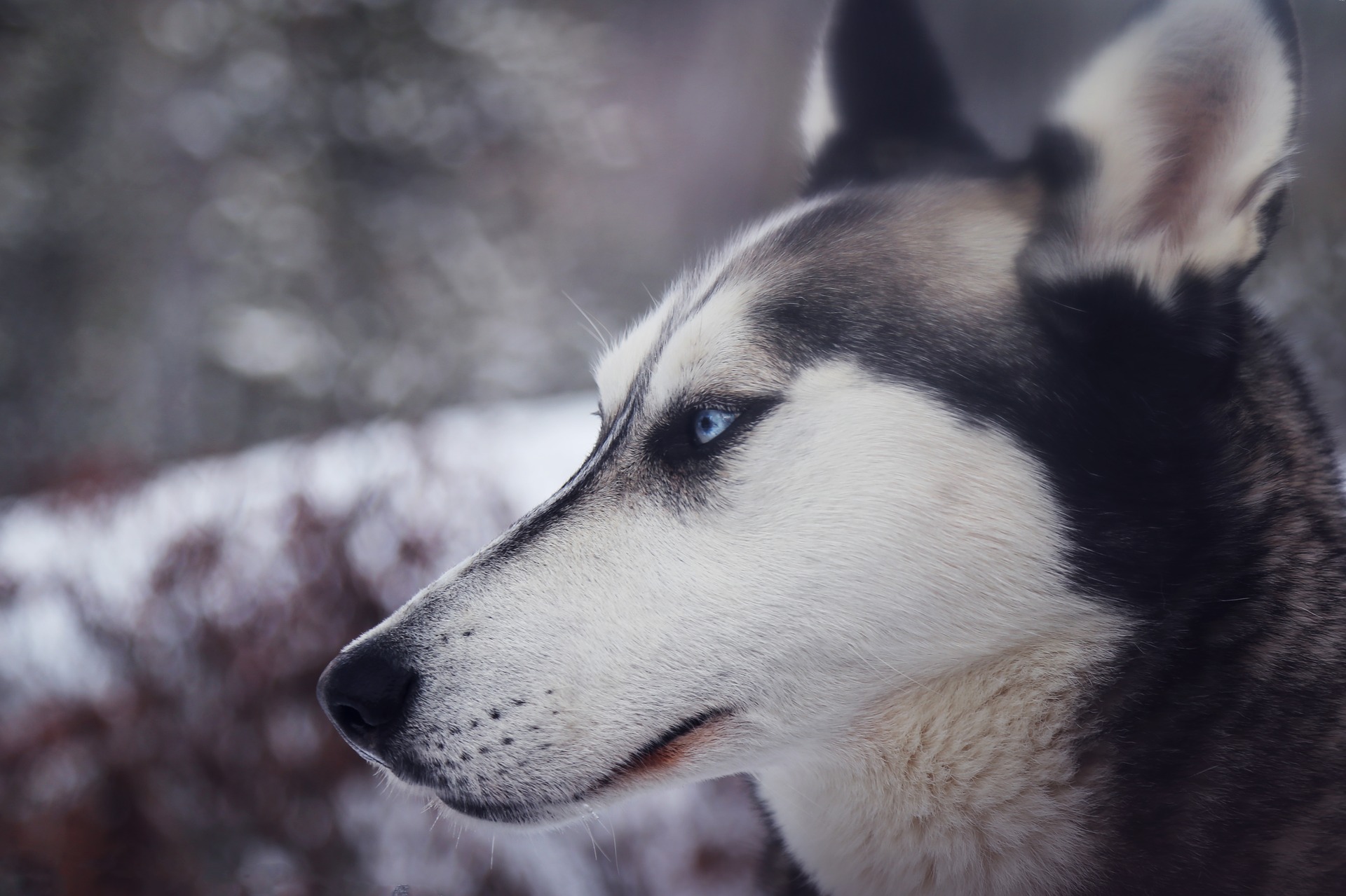 Glaucoma in Dogs