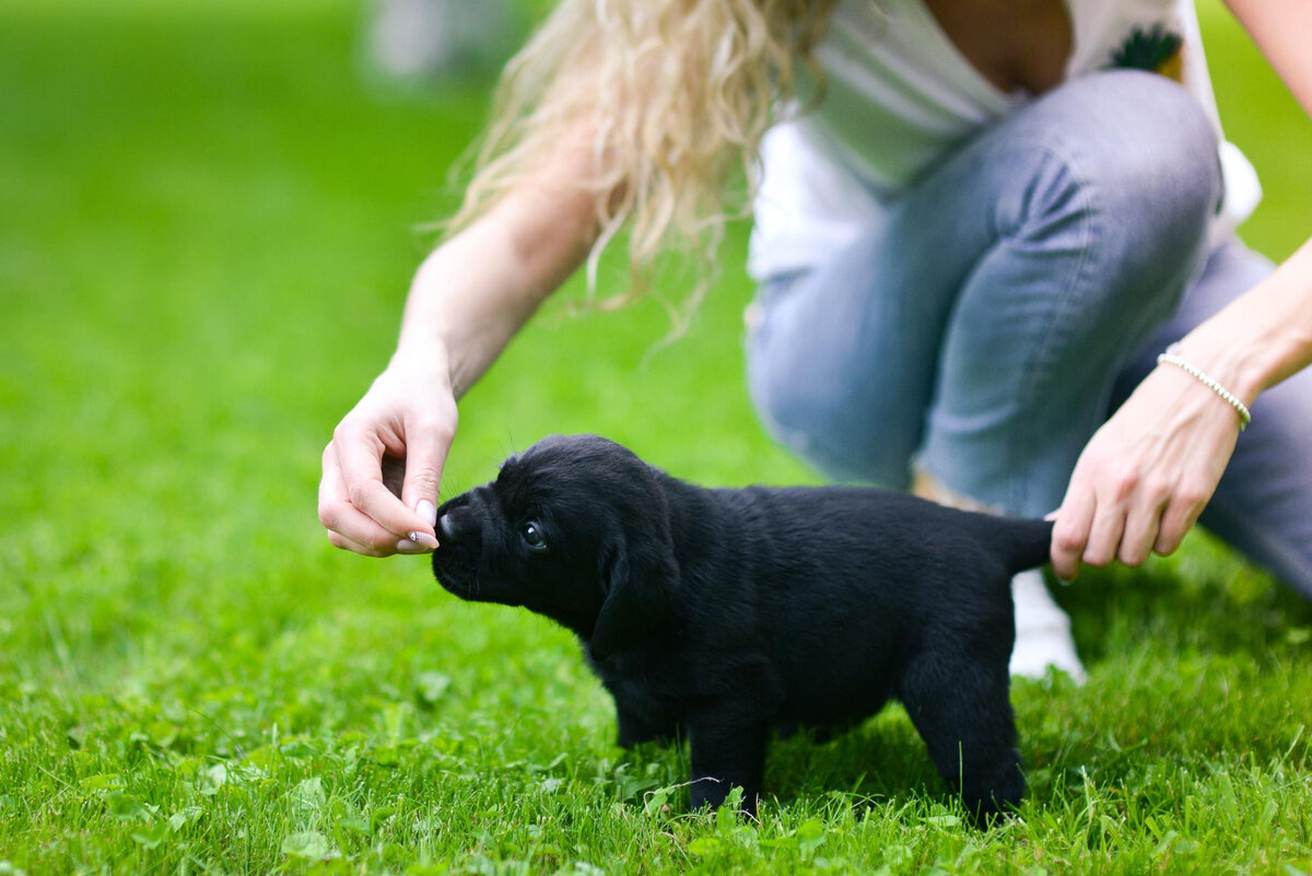 Puppy starting training
